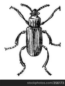 Lyctus canaliculatus, vintage engraved illustration. 