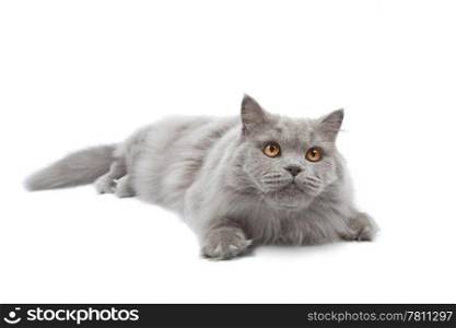 lying cute british cat isolated
