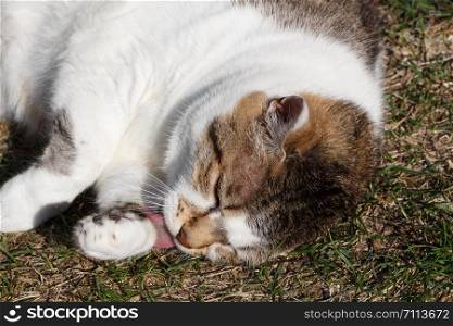 Lying down tabby cat licking its patte in a garden