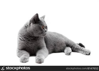 Lying gray British cat isolated on a white background