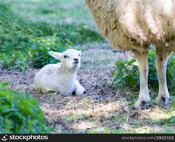 Lying lamb with legs of mother sheep in spring meadow