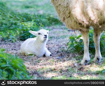Lying lamb with legs of mother sheep in spring meadow