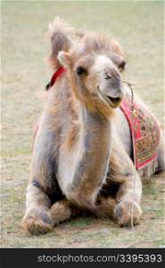 lying Mongolian camel with mat on its back