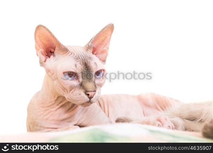 Lying purebred sphinx cat isolated on white background. Ukrainian levkoy breed