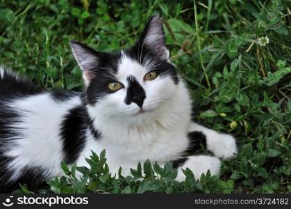 Lying young cat in green grass