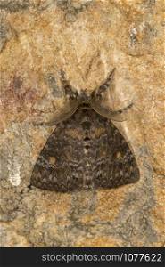 Lymantria Incerta, Moth, Noctuoidea, Meghalaya, India