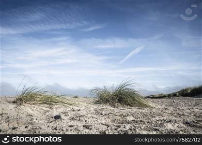 Lyme grass on a northern beach under a blue sky in the summer