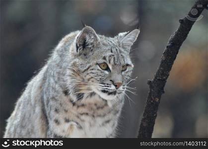 Lynx cat with pointed ears on the prowl.