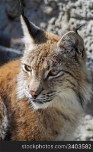Lynx close-up shot