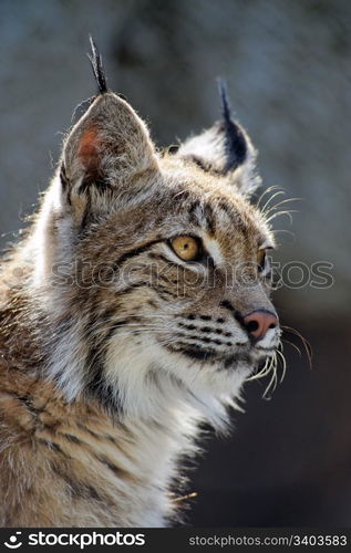 Lynx close-up shot