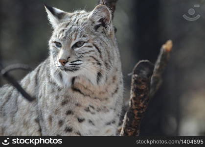 Lynx gazing around at his environment.
