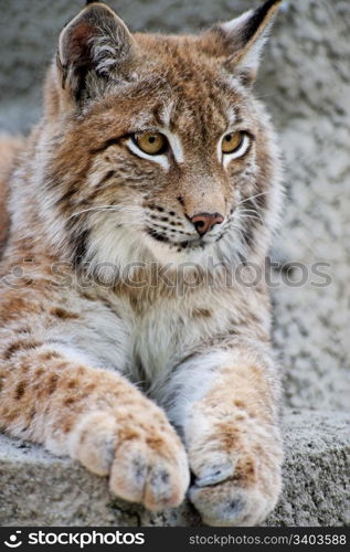 Lynx having a rest