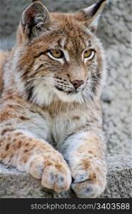 Lynx having a rest
