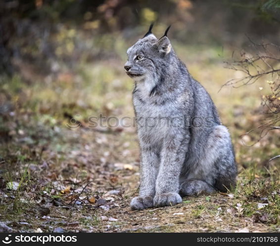 Lynx in the Wild Riding Mountain National Park Canada