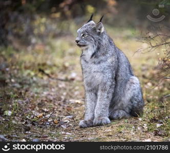 Lynx in the Wild Riding Mountain National Park Canada