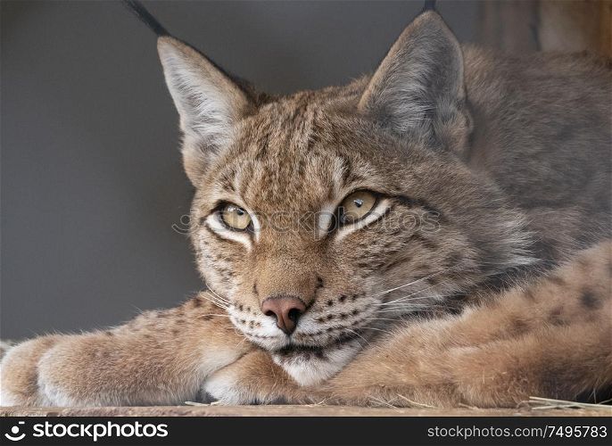 Lynx looks with predatory eyes from the shelter.. Lynx looks with predatory eyes from the shelter