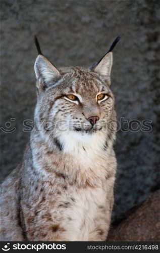 Lynx. Lynx portrait