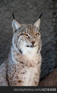 Lynx. Lynx portrait