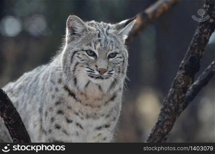 Lynx with fluffy fur in the wild.