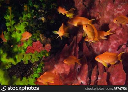 Lyre-Tail Anthias fish (Pseudanthias squamipinnis) underwater, North Sulawesi, Sulawesi, Indonesia