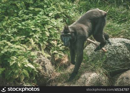 Macaca Nigra monkey climbing on rocks in green nature