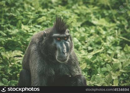 Macaca Nigra monkey sitting in green plants in nature