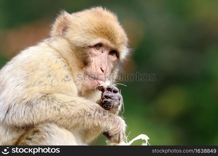 Macaca sylvanus