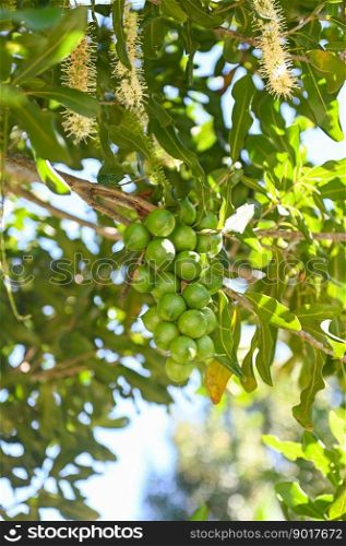 macadamia nuts on macadamia tree plant, fresh natural raw macadamia nuts in garden, planting macadamia nut fruit waiting for the harvest seeds