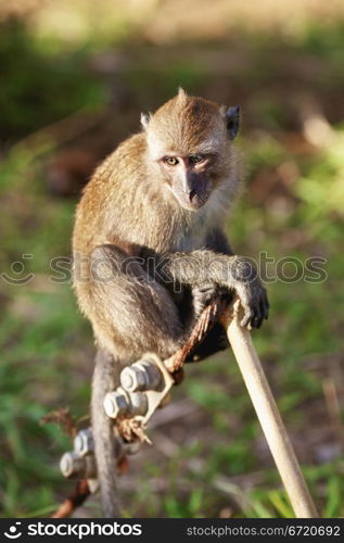 macaque monkey sitting on branch at summer day