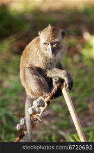 macaque monkey sitting on branch at summer day