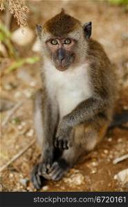 macaque monkey sitting on ground at summer day
