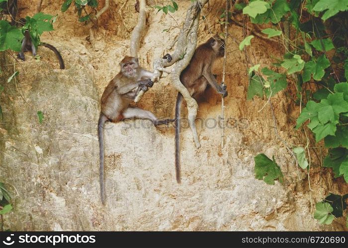 macaque monkey sitting on roots of big tree