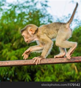 Macaque Monkeys of Monkey Hill, Phuket, Thailand. The Macaque Monkeys of Monkey Hill, Phuket.