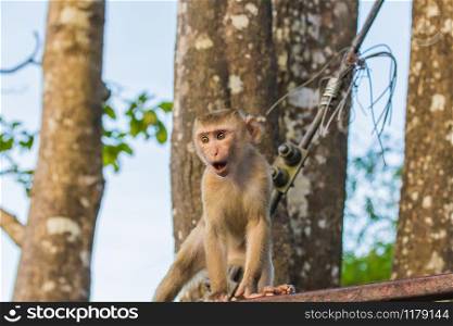 Macaque Monkeys of Monkey Hill, Phuket, Thailand. The Macaque Monkeys of Monkey Hill, Phuket.