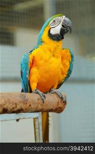 Macaw A poultry in the family Psittacidae Macaw is a large bird in the family hookworm. Popular culture, because the colors are beautiful, docile and can say imitating people.