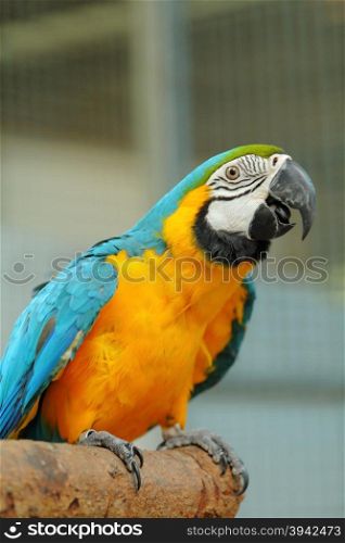 Macaw A poultry in the family Psittacidae Macaw is a large bird in the family hookworm. Popular culture, because the colors are beautiful, docile and can say imitating people.