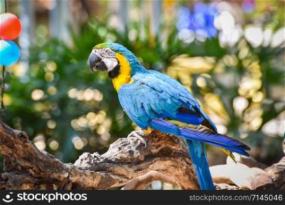 Macaw bird parrot on branch tree on nature green background / yellow and blue wing macaw ara ararauna