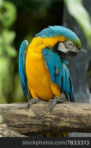 macaw bird sitting on the tree