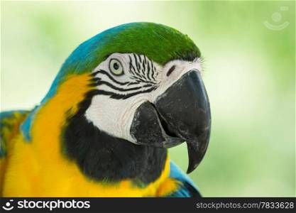 macaw bird sitting on the tree