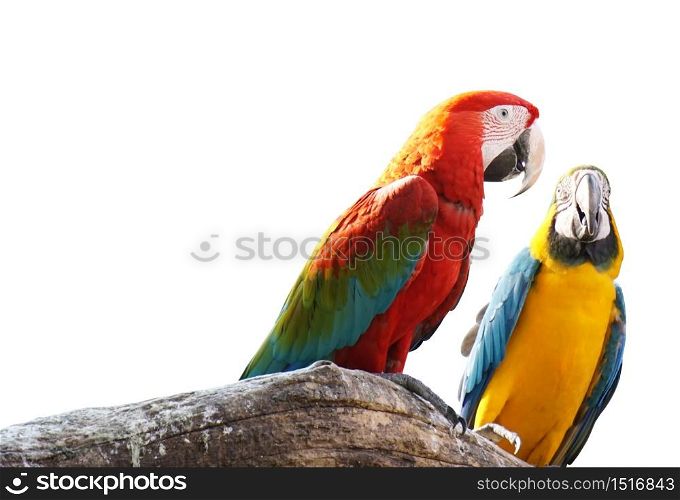 Macaws bird isolated on white background with clipping path.