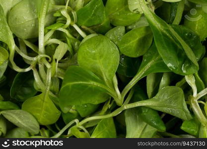 mache lettuce green salad close up background