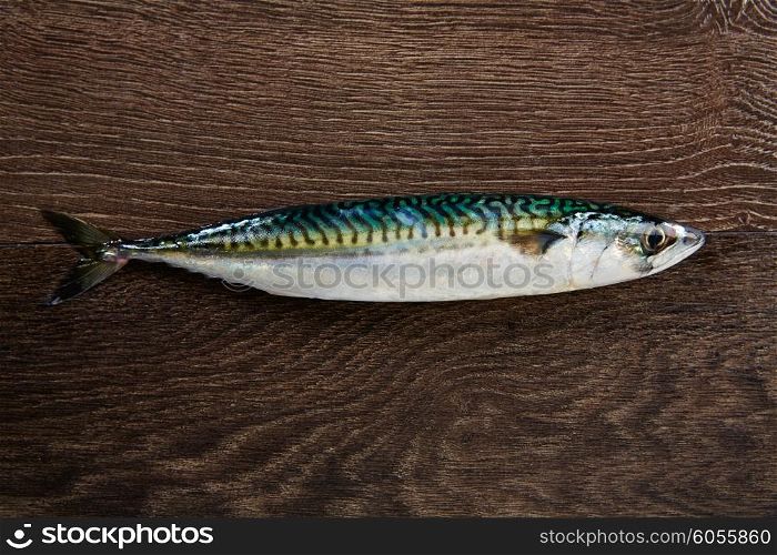 mackerel fresh fish on a wooden brown background