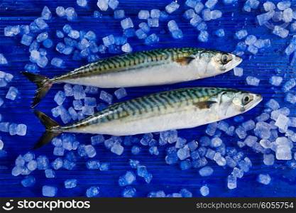 mackerel fresh fish on ice in a blue wooden background