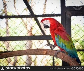 Macore bird parrot red green and blue wing In the cage Bird farm
