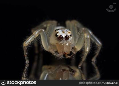 Macro Animal Spider
