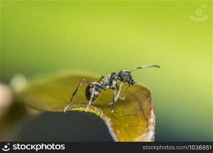macro Ant black