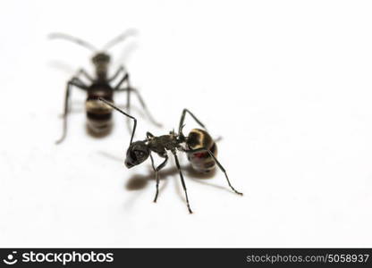 macro Ant black