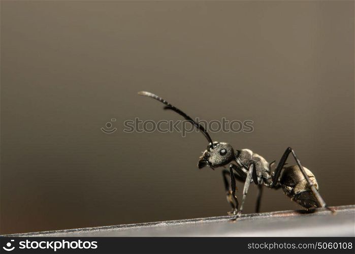 macro Ant black
