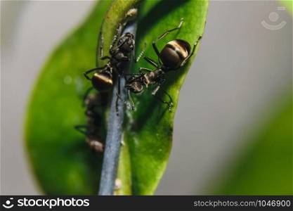 Macro Ant living
