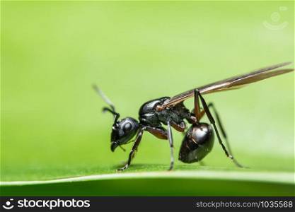macro Ant with wings